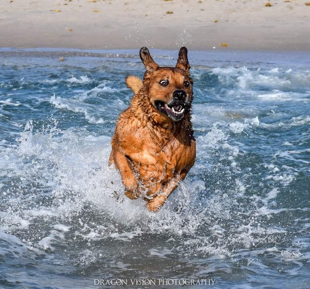 DRAGON VISION PHOTOGRAPHY