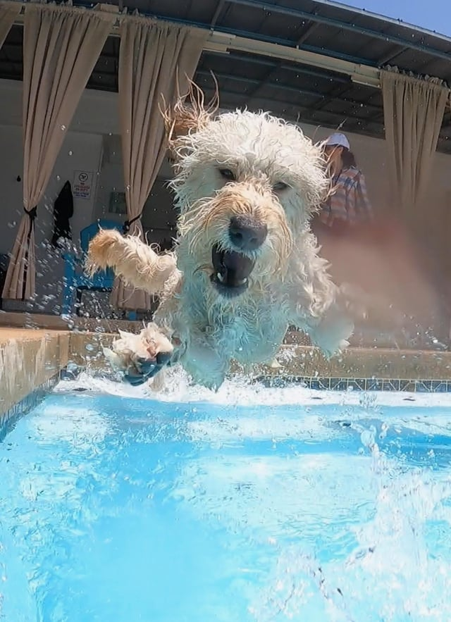 Cheezburger Image 10609653248