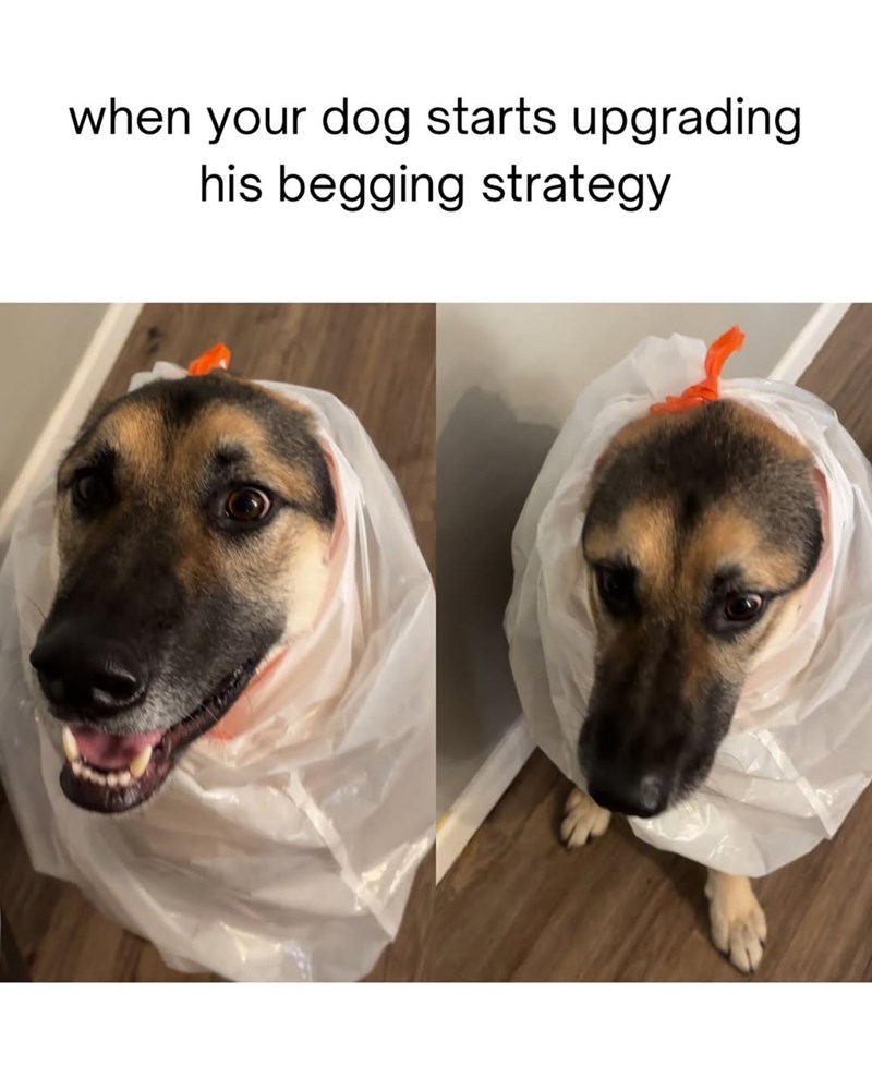 when your dog starts upgrading his begging strategy