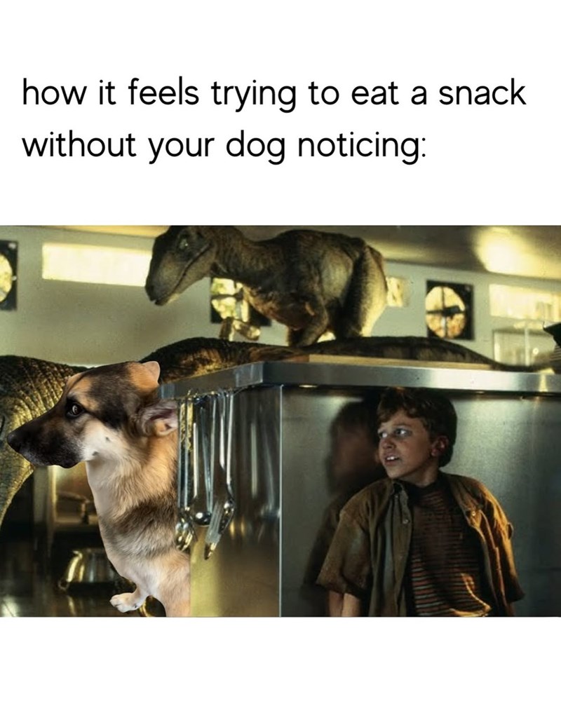 how it feels trying to eat a snack without your dog noticing: