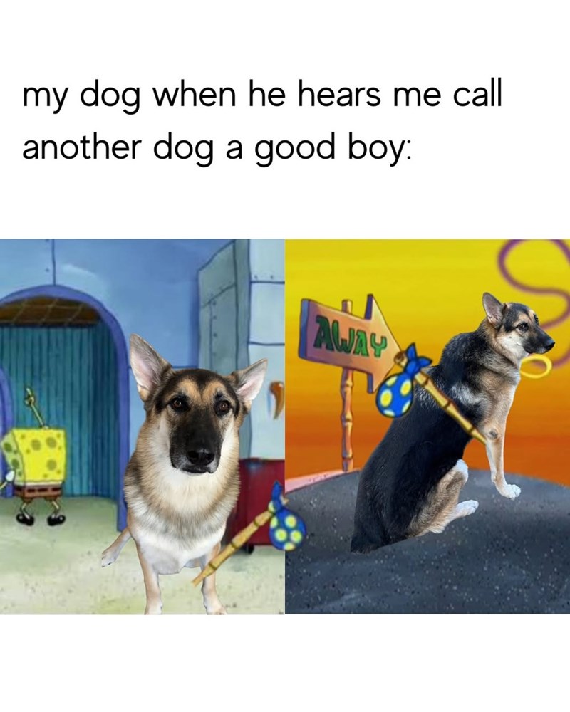 my dog when he hears me call another dog a good boy: AWAY