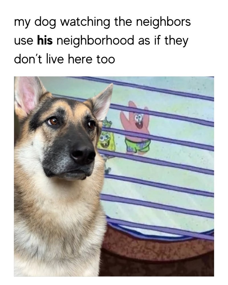 my dog watching the neighbors use his neighborhood as if they don't live here too