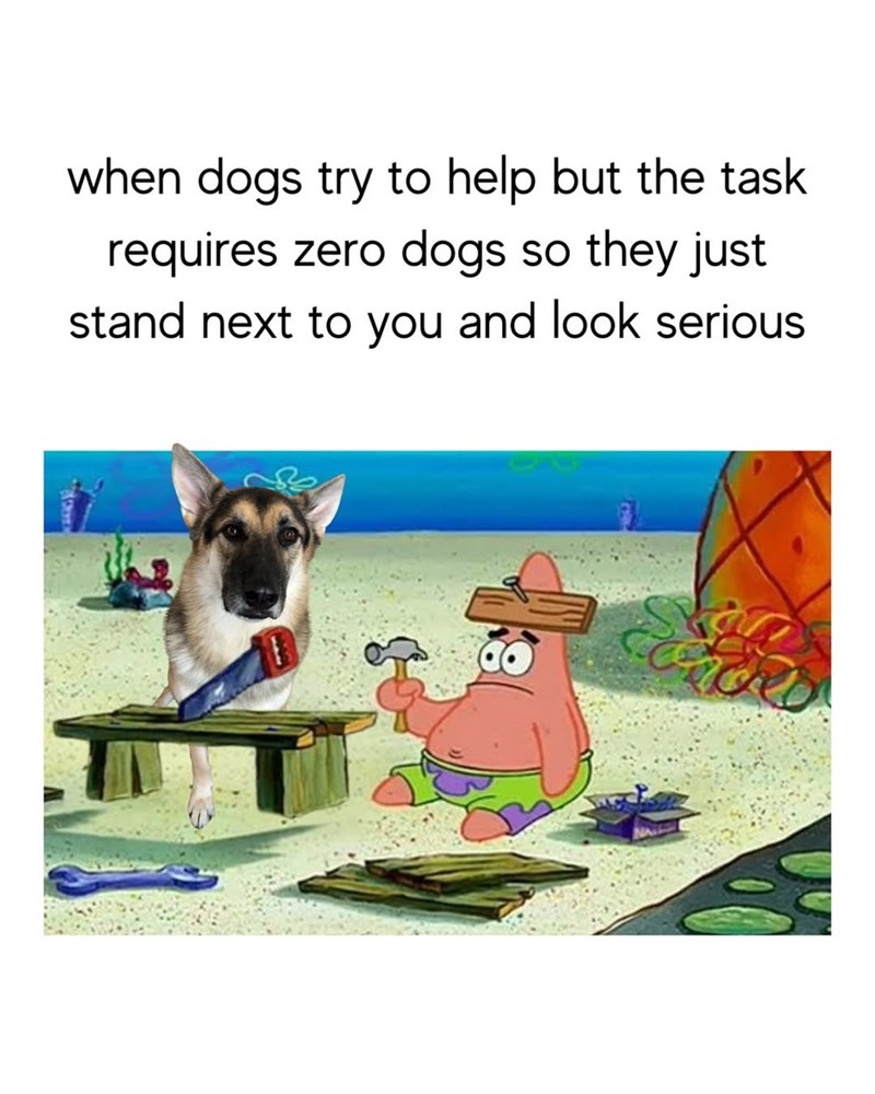 when dogs try to help but the task requires zero dogs so they just stand next to you and look serious