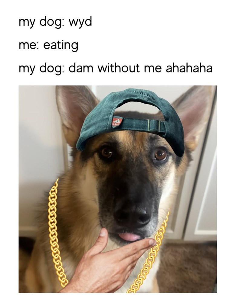 my dog: wyd me: eating my dog: dam without me ahahaha