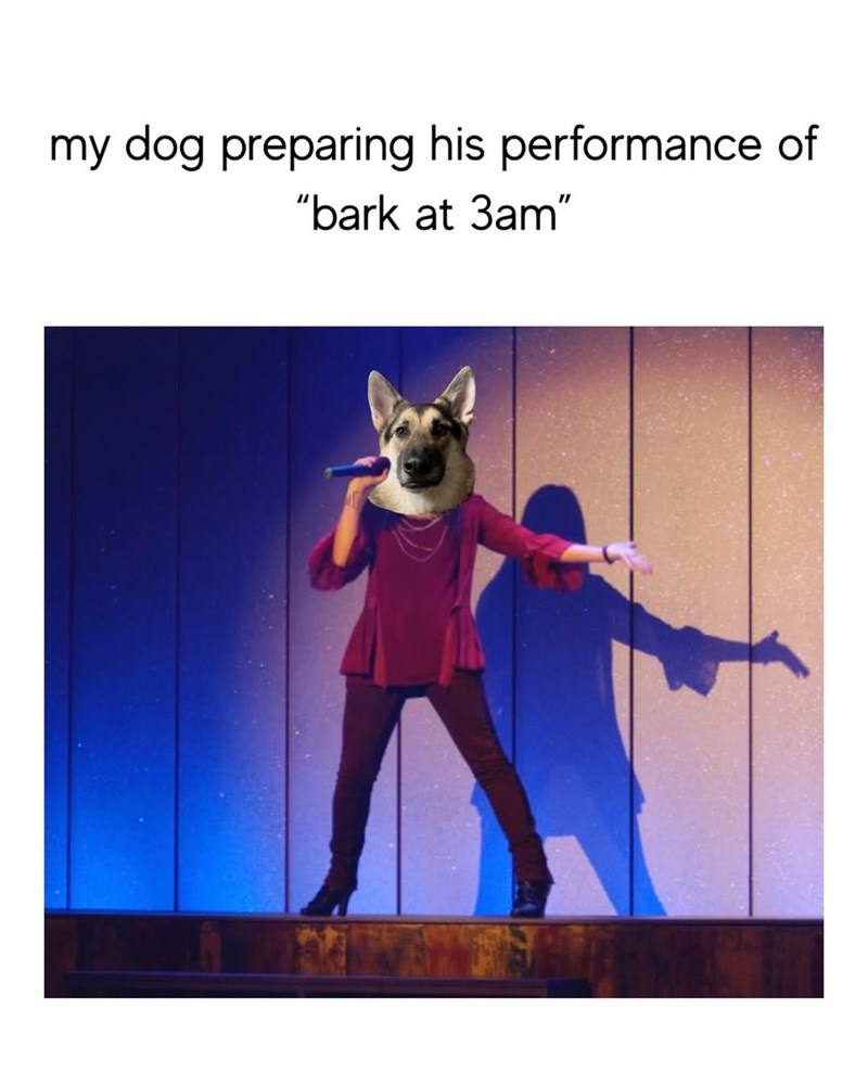 my dog preparing his performance of "bark at 3am"