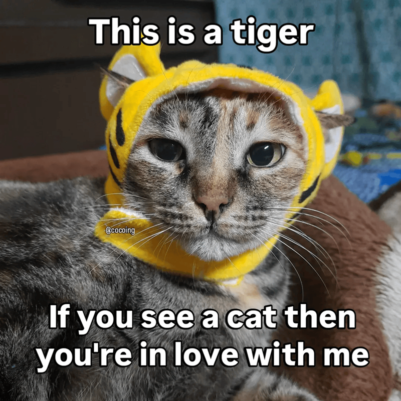 Cheezburger Image 10609661440