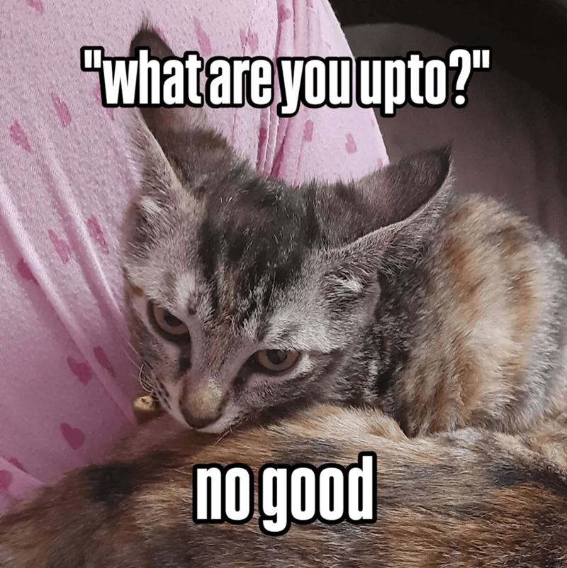 Cheezburger Image 10609662464