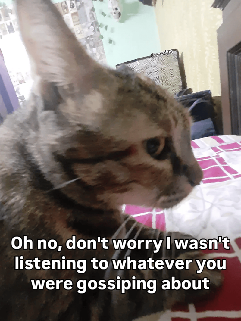 Cheezburger Image 10609662720