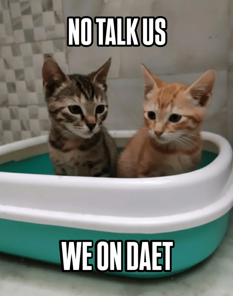 Cheezburger Image 10609662976