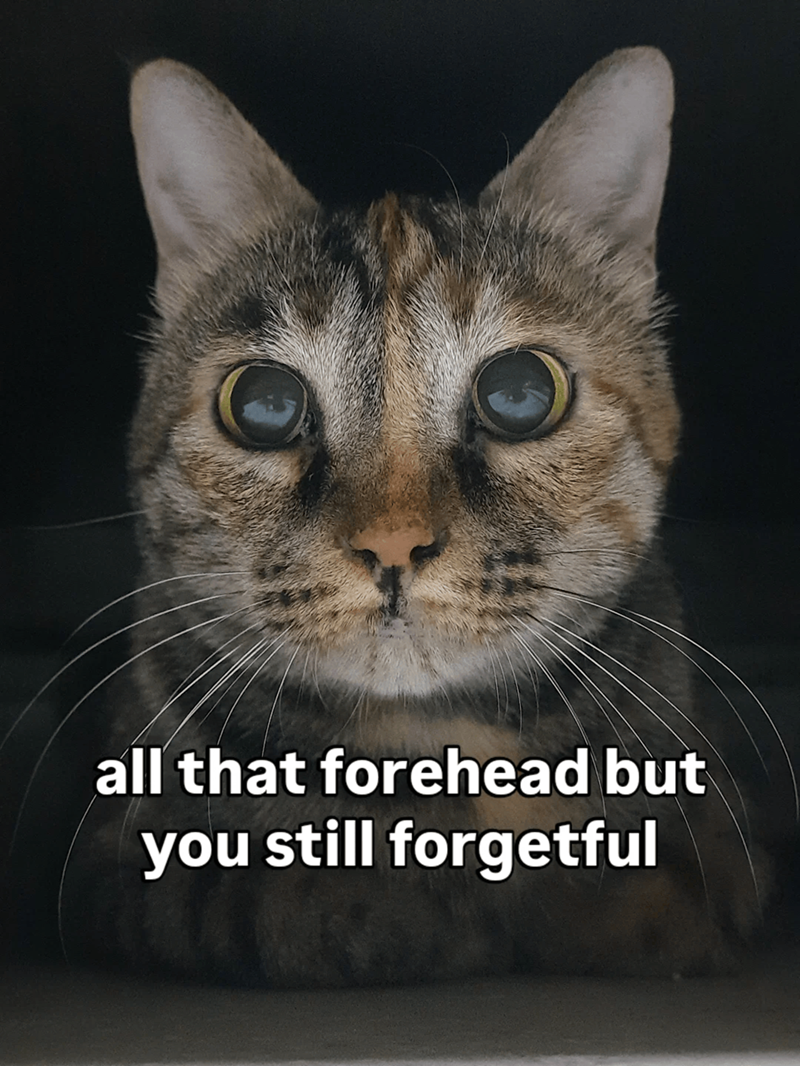 Cheezburger Image 10609663232