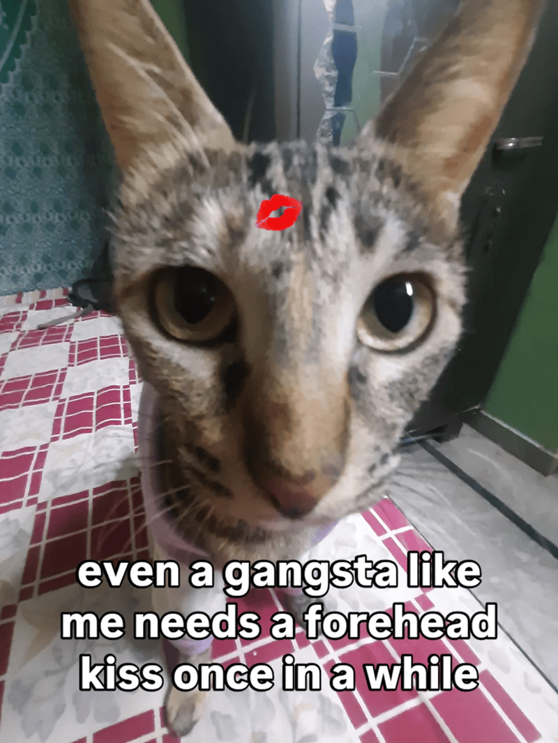 Cheezburger Image 10609663488