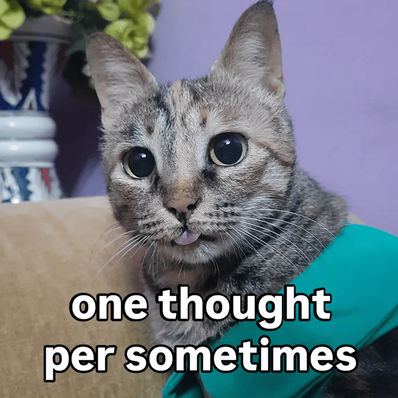 Cheezburger Image 10609663744