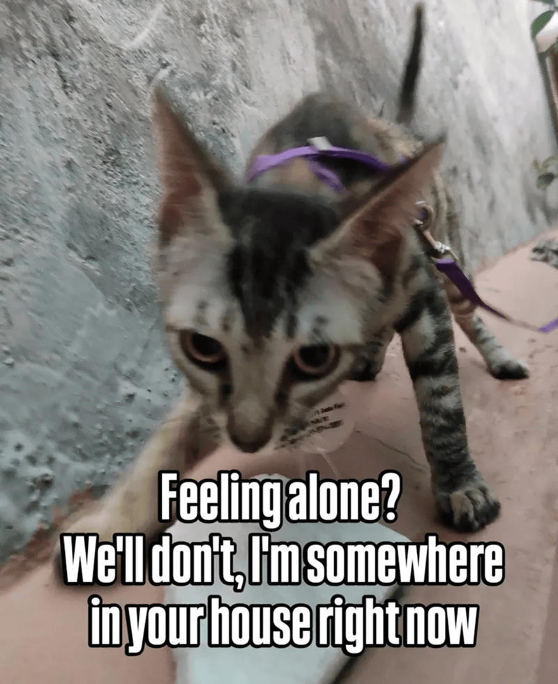 Cheezburger Image 10609664512