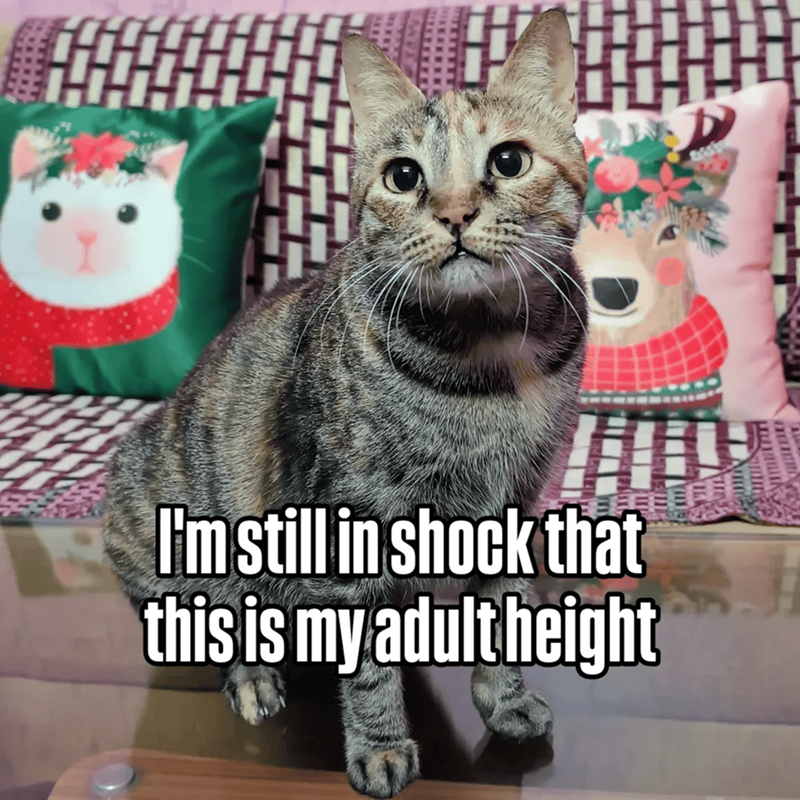 Cheezburger Image 10609665536