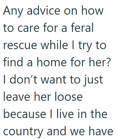 Any advice on how to care for a feral rescue while I try to find a home for her? I don't want to just leave her loose because I live in the country and we have