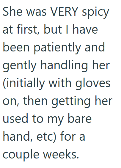 She was VERY spicy at first, but I have been patiently and gently handling her (initially with gloves on, then getting her used to my bare hand, etc) for a couple weeks.