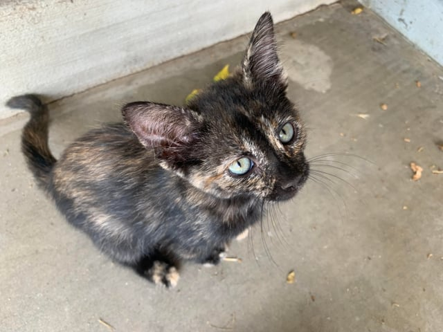 Cheezburger Image 10609670144