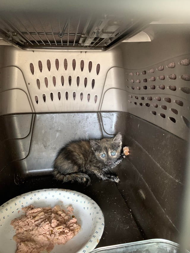 Cheezburger Image 10609670400