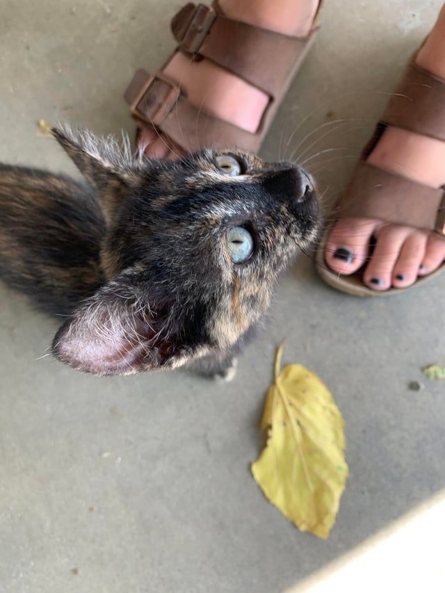 Cheezburger Image 10609670656