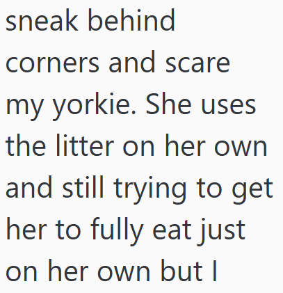 sneak behind corners and scare my yorkie. She uses the litter on her own and still trying to get her to fully eat just on her own but I