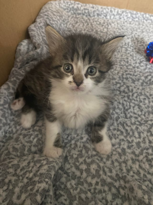 Cheezburger Image 10609680640