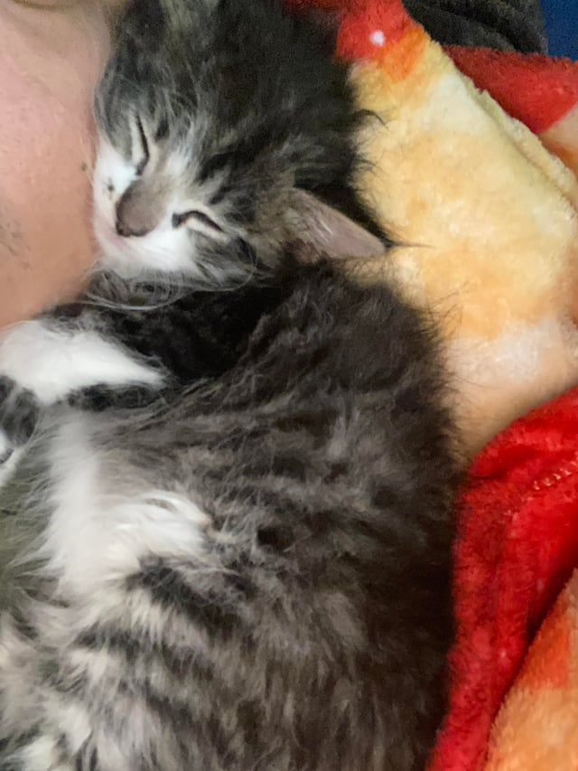 Cheezburger Image 10609681408