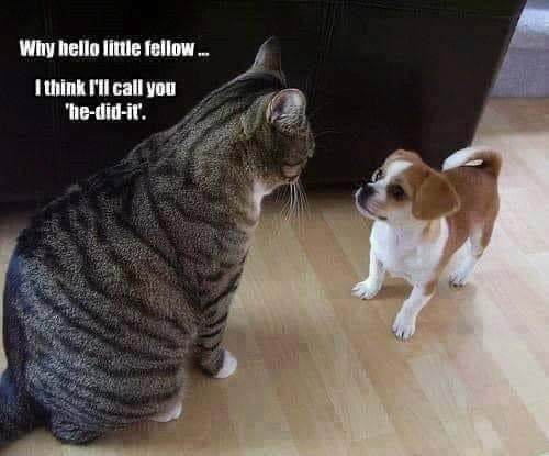 Why hello little fellow... I think I'll call you 'he-did-it'.