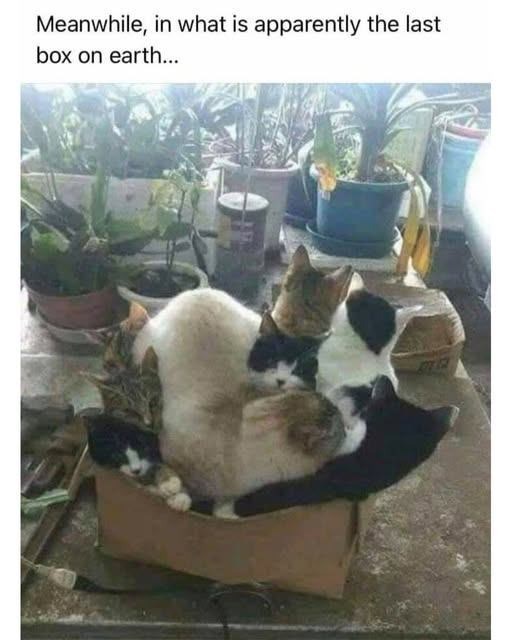 Meanwhile, in what is apparently the last box on earth...