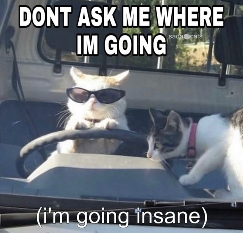 DONT ASK ME WHERE IM GOING sada cats (i'm going insane)
