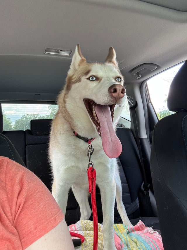 Cheezburger Image 10609699840