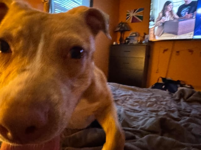 Cheezburger Image 10609700096