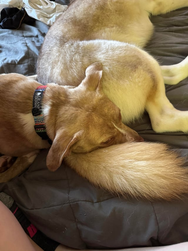 Cheezburger Image 10609701376