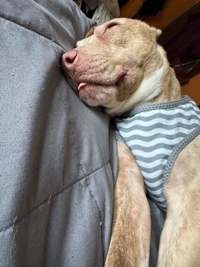 Cheezburger Image 10609701888