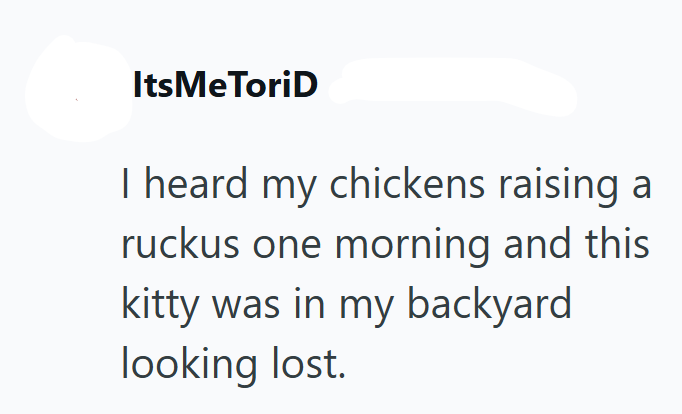 ItsMeToriD I heard my chickens raising ruckus one morning and this kitty was in my backyard looking lost.