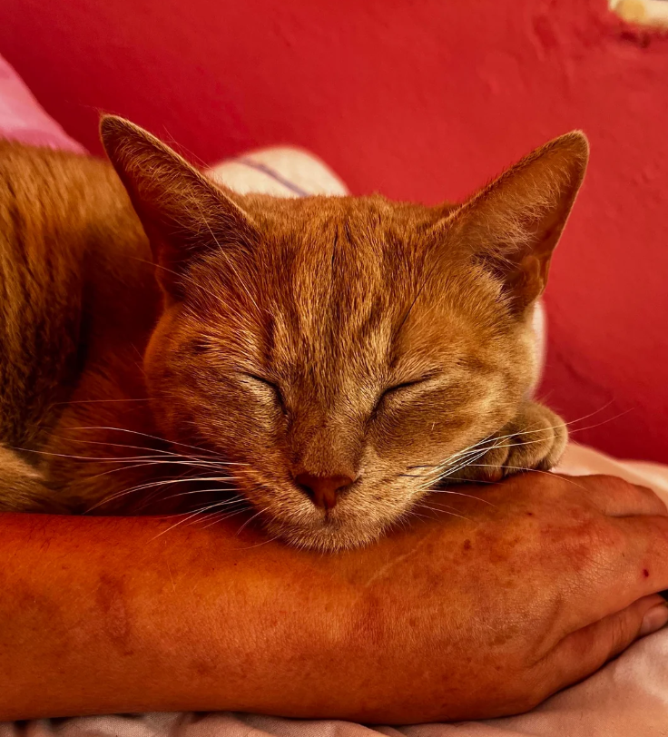 Cheezburger Image 10609705216