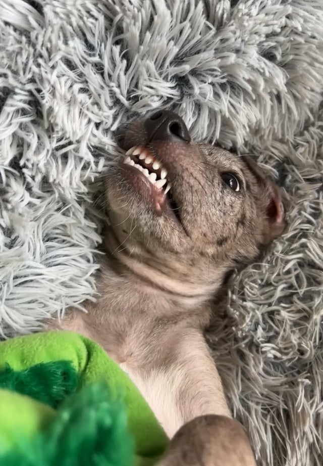 Cheezburger Image 10609709312