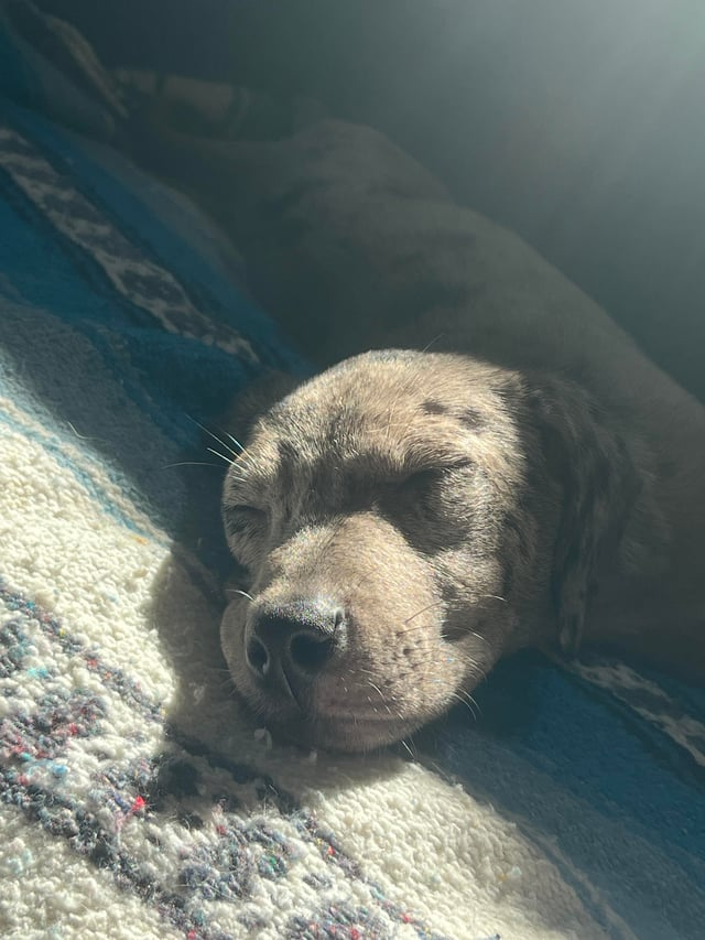 Cheezburger Image 10609709824