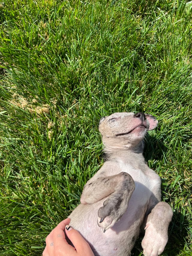 Cheezburger Image 10609710336