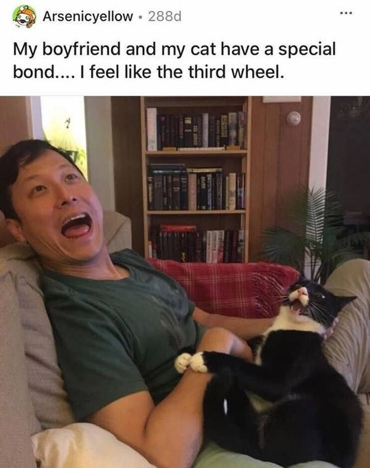 Arsenicyellow • 288d My boyfriend and my cat have a special bond.... I feel like the third wheel.