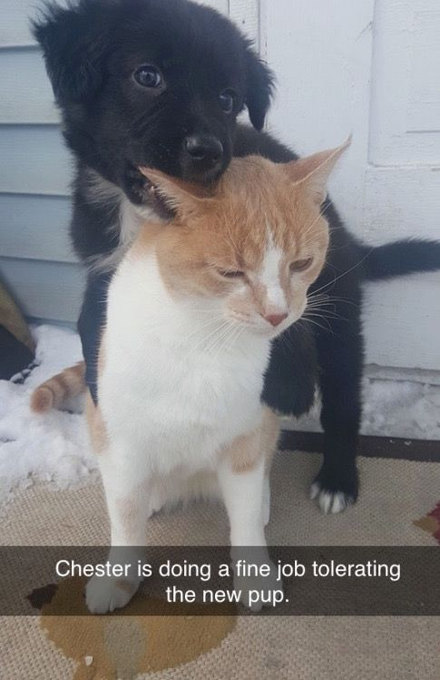 0 Chester is doing a fine job tolerating the new pup.