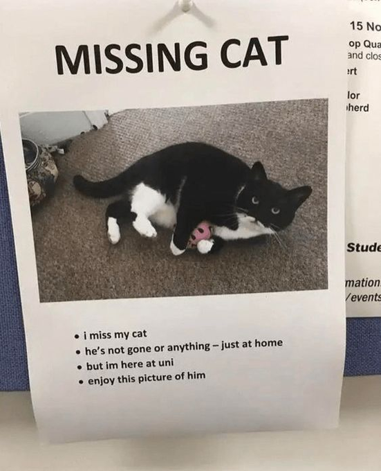 MISSING CAT 15 No op Qua and clos ert lor herd i miss my cat ⚫he's not gone or anything - just at home .but im here at uni enjoy this picture of him Stude mation. /events