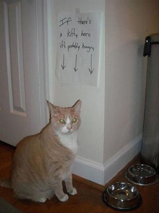 If there's A kiffy here it's probably hungry