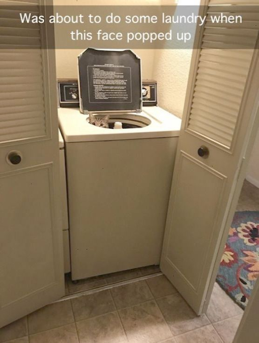 Was about to do some laundry when this face popped up