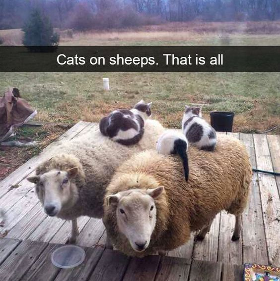 Cats on sheeps. That is all