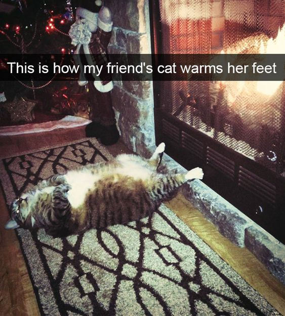 This is how my friend's cat warms her feet