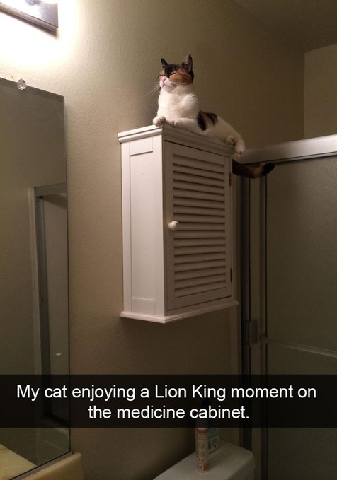 My cat enjoying a Lion King moment on the medicine cabinet.