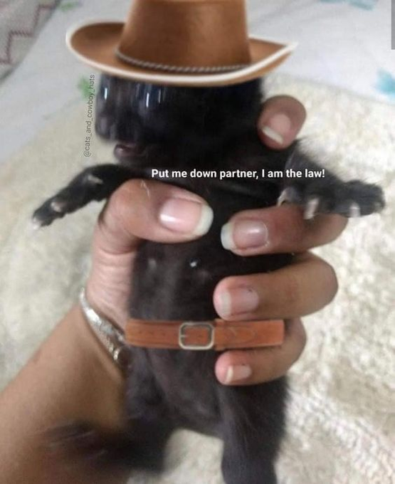 @cats_and_cowboy hats Put me down partner, I am the law!
