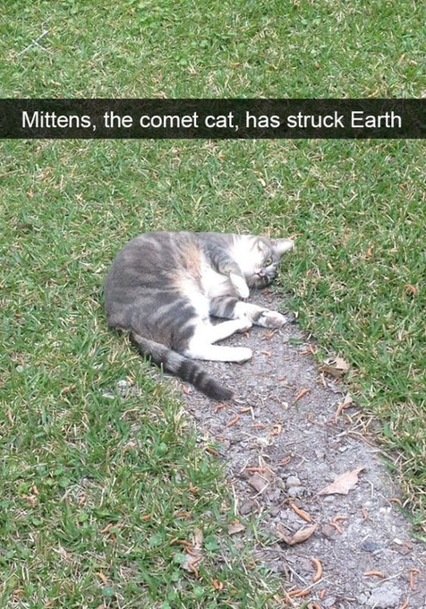 Mittens, the comet cat, has struck Earth