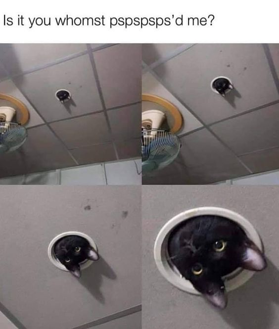 Is it you whomst pspspsps'd me?