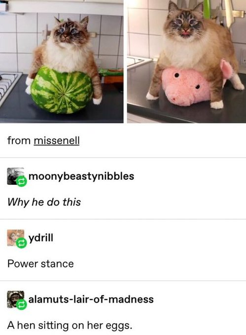 from missenell moonybeastynibbles Why he do this ydrill Power stance alamuts-lair-of-madness A hen sitting on her eggs.